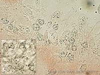 Entoloma occultatum